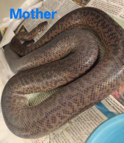 1000015579-429x493 100% Het granite spotted Pythons