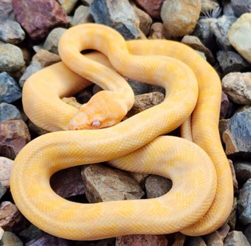 1680389270851-502x493 Albino Darwins