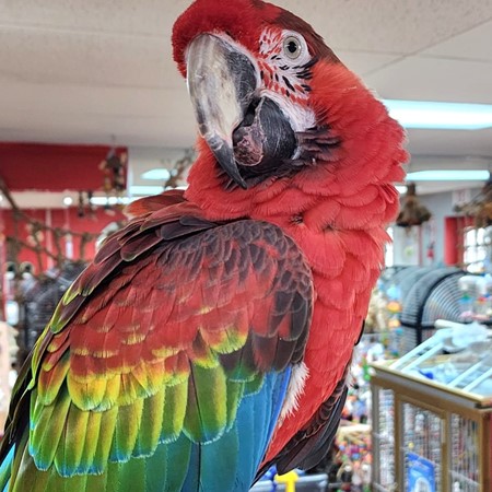 24111422225656 Hybrid Macaw #214355