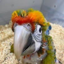 25051813381625 Hybrid Macaw #217917