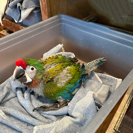 25052223254403 Hybrid Macaw #218098