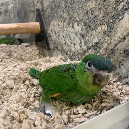 25052319495303 Hahns Macaw #218115