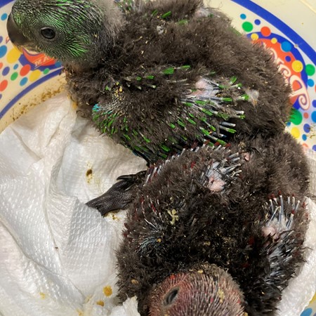 25053000384648 Solomon Island Eclectus #214748