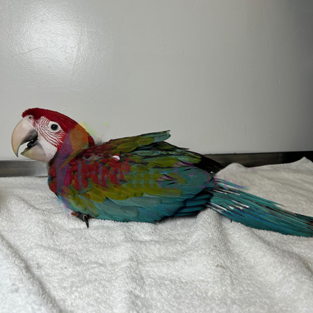 25060119001822 Green Wing Macaw #218399