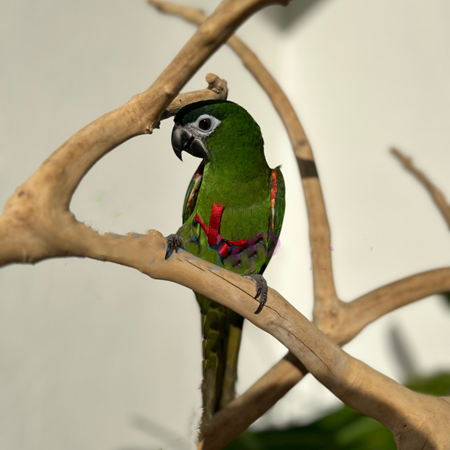 25060119212221 Hahns Macaw #218414