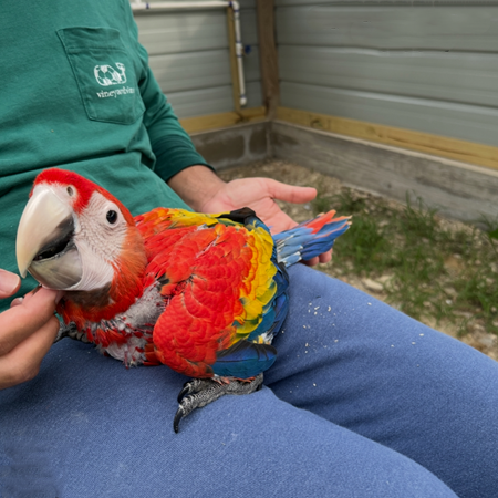 25060519232746 Scarlet Macaw #218541