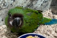25061020444836 Severe Macaw #218678