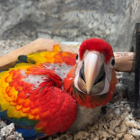 25061021181476 Scarlet Macaw #218680