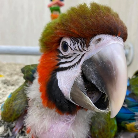 25061115180838 Hybrid Macaw #218689