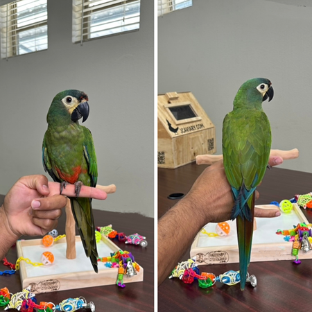 25061201232867 Illigers Macaw #218722