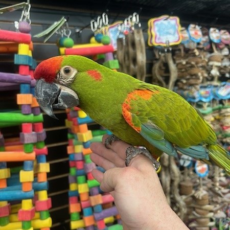 25061223404416 Red Front Macaw #218772