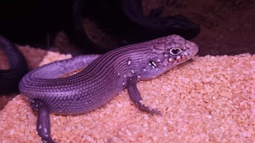 FB_IMG_1714875565029-870x490 Eastern Ranges rock-skink