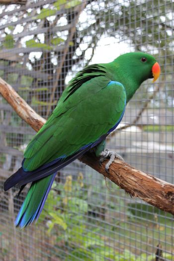 IMG_0072 Solomon Island Eclectus #218633